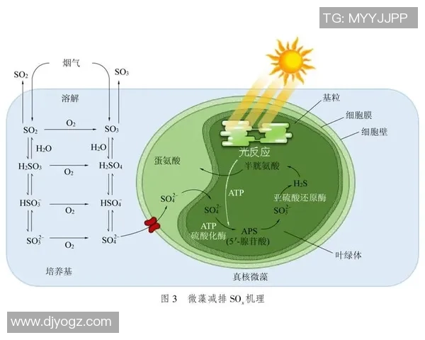 广州乒乓球队技术分析与发展方向的深度探讨与展望 广州乒乓球队技术分析与发展方向的深度探讨与展望